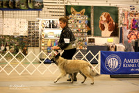Belgian Tervurn Sat Ring LR Midland Feb 2013