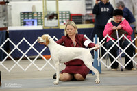 Best in Show Sun Ring Midland Feb 2013 LR Midland Feb 2013