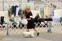 Bichons Frises Sun Ring LR Midland Feb 2013