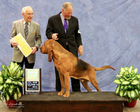 Bloodhound #5 Sun Group 3 Judy McDonald Agent Michael Brantley Judge R Hartinger  LR Midland Feb 2013