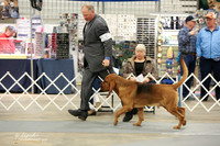 Bloodhound Sat Ring LR Midland Feb 2013