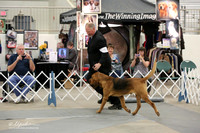 Bloodhound Sun Ring LR Midland Feb 2013