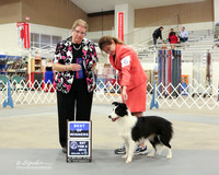 Border Collie #6 BOW Sat Christy Albrecht and Frank Bayliss Judge Alice Inman  LR Midland Feb 2013