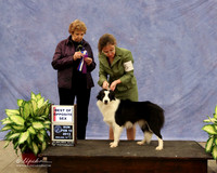 Border Collie #6 Sun Best of Opposite Sex Christy Abbott & Frank Bayliss Judge L Telfair  LR Midland Feb 2013