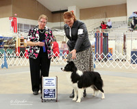 Border Collie #9 Sat  WD CORRECT WIN BOARD Bonnie Stenzel & Linda Albrecht Judge Alice Inman  LR Midland Feb 2013