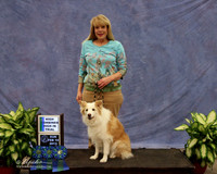 Border Collie Sun High Combined Rally (correct win board) Halo Kathy Neeper LR Midland Feb 2013