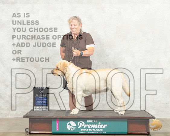 Labrador Retriever #517 Wed BOB Judge Nancy Gallant_MMJ_6853_Premier_2022_HR3