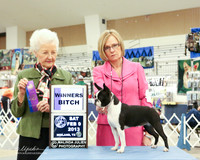 Boston Terrier #10 Sat WB Melissa Schramme & Kim & Whitney Rutherford Judge P Hartinger  LR Midland Feb 2013