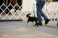 Boston Terrier B Match Ring Fri LR Midland Feb 2013
