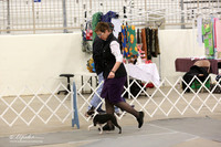 Boston Terrier Sun Ring LR Midland Feb 2013