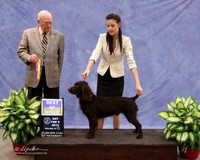 Boykin Spaniel #5 Sat  Best of Breed  Greg Copeland Judge R Boothe LR Midland Feb 2013