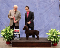 Boykin Spaniel #6 Sat Best of Opposite Sex Greg Copeland Judge R Boothe LR Midland Feb 2013