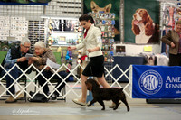 Boykin Spaniel Sat Ring LR Midland Feb 2013