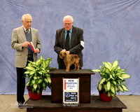 Brussels Griffon #14 Best of Opposite Sex Steven Calley Judge R Hartinger LR Midland Feb 2013