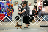 Brussels Griffon Sat Ring LR Midland Feb 2013