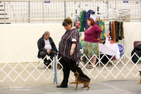 Brussels Griffons Sun Ring  LR Midland Feb 2013