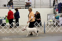 Bull Terrier Sat Ring LR Midland Feb 2013