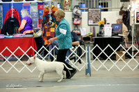 Bull Terrier White Sun Ring LR Midland Feb 2013