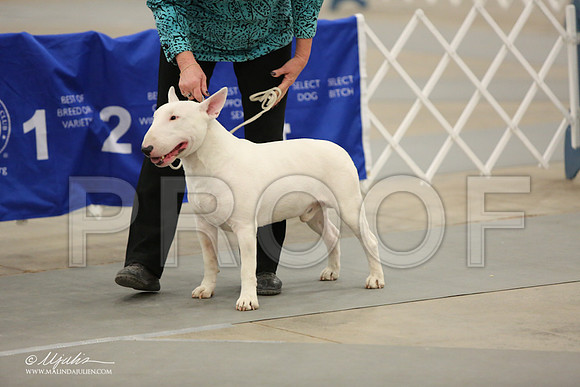 BullT-9876-LR