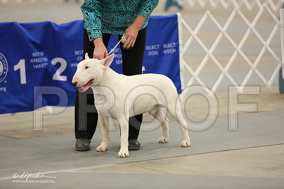 BullT-9875-LR