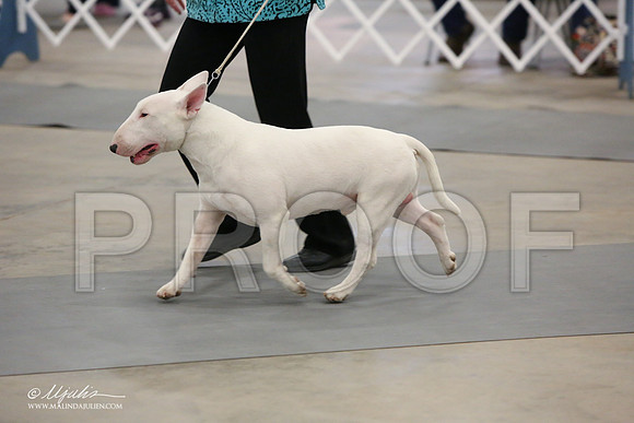 BullT-9879-LR