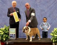 Bulldog #7 Sat Group 3 Brett & Christine Duncan Judge R Haringer LR Midland Feb 2013