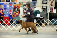 Bullmastiff Sun Ring LR Midland Feb 2013