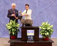Cairn #6 BOB Norma Rice Judge R Hartinger  LR Midland Feb 2013