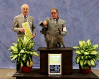 Cairn Terrier #6 Sun Group 3 Norma Rice Judge R Hartinger LR Midland Feb 2013