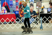 Cairn Terrier Sun Ring LR Midland Feb 2013