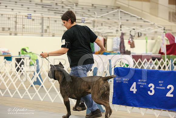 Cane-1733-LR