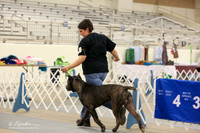 Cane Corso B Match Ring Fri LR Midland Feb 2013