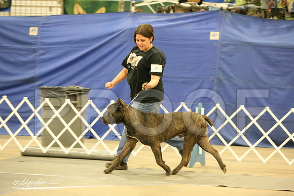 Cane-1752-LR