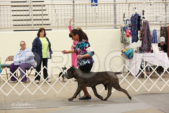 Cane-2678-LR