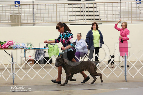 Cane-2681-LR