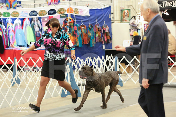 Cane-2689-LR