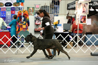 Cane Corso Sun Ring LR Midland Feb 2013
