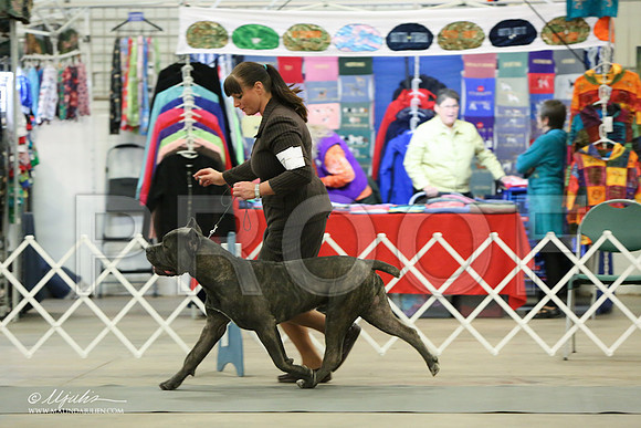Cane-7099-LR