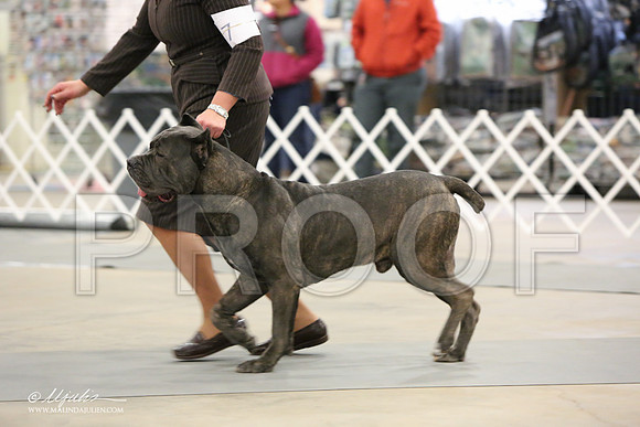 Cane-7104-LR