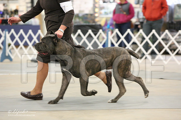 Cane-7105-LR