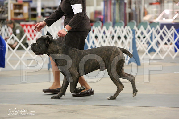 Cane-7111-LR