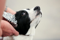Cardigan Welsh Corgi B Match Ring Fri LR Midland Feb 2013