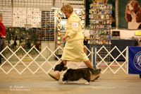 Cardigan Welsh Corgi Sat Ring LR Midland Feb 2013