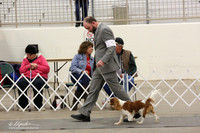 Cavalier King Charles Spaniel Sun Ring LR Midland Feb 2013