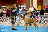 Rhodesian Ridgeback #7 Sat Ring