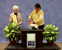 Chihuaha Smooth #8 Lo Wolfson Judge P Hartinger LR Midland Feb 2013