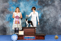 Boston Terrier #21 WED BOB Judge Danelle Brown