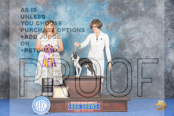 Boston Terrier #21 WED BOB Judge Danelle Brown__JP_7254_Houston_2024_HR3