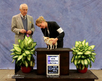 Chihuahua Long Coat #16 Sun Winner Bitch Rachel Green Judge R Hartinger LR Midland Feb 2013