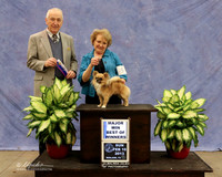 Chihuahua Long Coat #9 Sun Beest of Winners Becky Rosson Judge R Hartinger  LR Midland Feb 2013